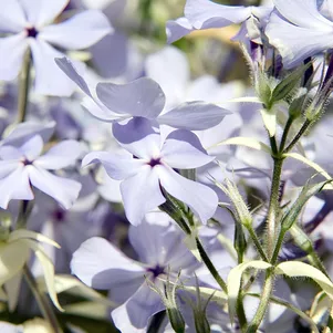 Флокс Триколор растопыренный 600₽