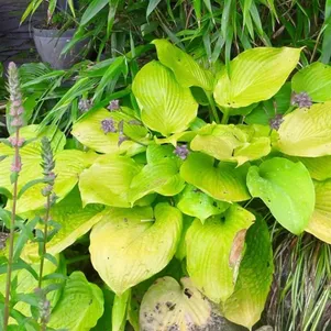 Хоста Дейбрейк M 600₽