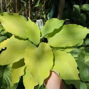 Хоста Лимончелло M 600₽