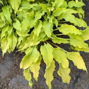 Хоста Марракеш S 600₽