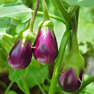 Баклажан Сибирский кистевой 5 сем Частная коллекция семян 70₽