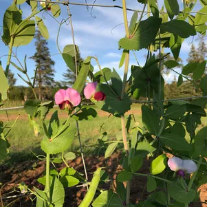 Горох Серый сахарный 5 сем Частная коллекция семян 100₽