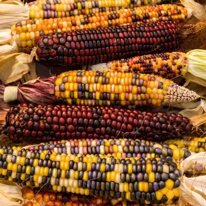 Кукуруза Оранжевый вихрь 5 сем Частная коллекция семян 140₽