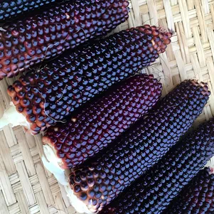 Кукуруза попкорн Дакота чёрный 5 сем Частная коллекция семян 140₽