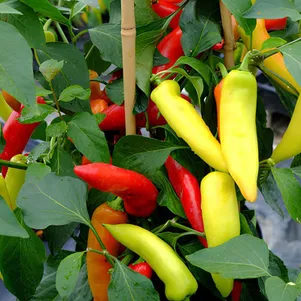 Перец пикантный Венгерский Горячий Воск 10 сем Частная коллекция семян 70₽