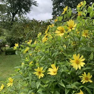 Подсолнечник Лимонная королева декоративный 5 сем Частная коллекция семян 70₽