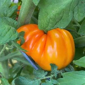 Томат Аккордеон оранжевый 10 сем Частная коллекция семян 40₽