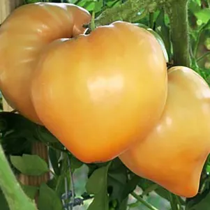 Томат Бычье Сердце Желтое 10 сем Частная коллекция семян 40₽