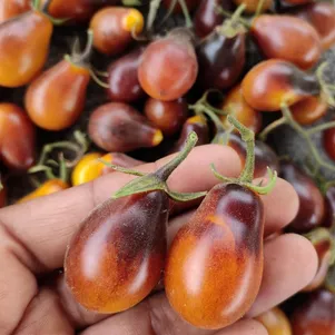 Томат Индиго кумкват 10 сем Частная коллекция семян 40₽