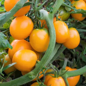 Томат Оранжевый Фонтан 10 сем Частная коллекция семян 40₽