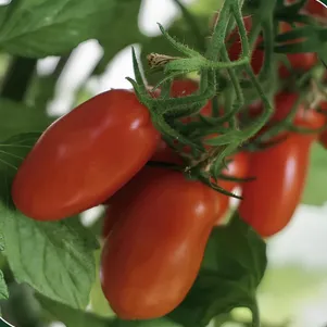 Томат Флашентоматен 10 сем Частная коллекция семян 40₽