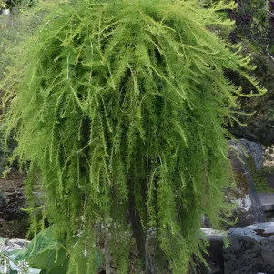 

Лиственница Кемпфера Пули на штамбе 120 см