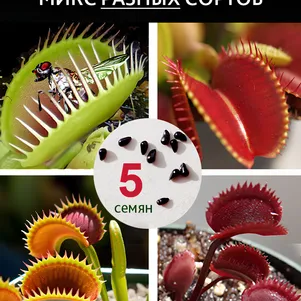 

Венерина мухоловка (dionaea muscipula) микс сортов, 5 шт в колбе, крафт пакет, инструкция
