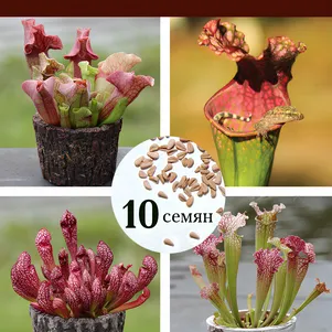 Саррацения, микс сортов и видов, 10 шт. в колбе, крафт пакет, инструкция