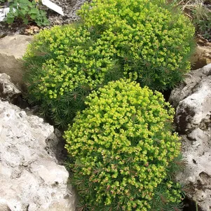 

Молочай Кларис Ховард кипарисовый