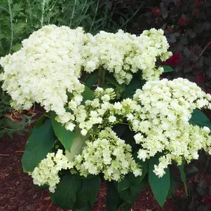 Гортензия Хайес Старберст древовидная 650₽