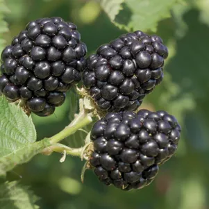 

Ежевика Понка