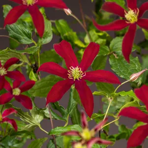 Клематис Глориус Ред крупноцветковый 3 890₽