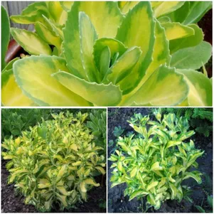 

Очиток (седум) Медиовариегата