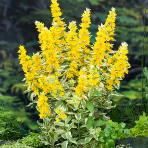 Вербейник точечный видовой 330₽