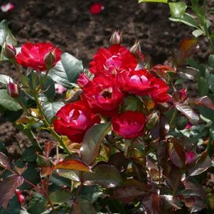 Роза Роуз дер Айнхайт 450₽