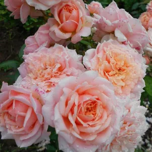 

Роза Поль Бокуз кустарниковая