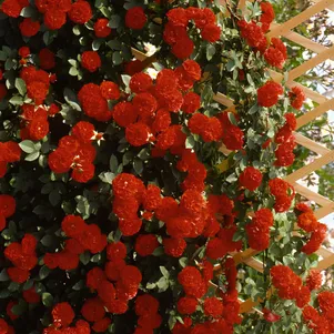 Роза Оранж Мейландина плетистая 390₽