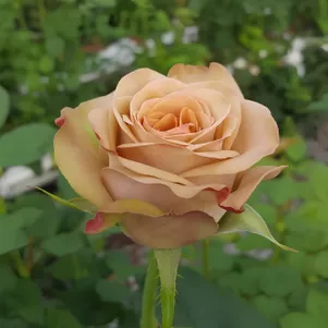 

Роза Капучино чайно-гибридная, Imperial Rose