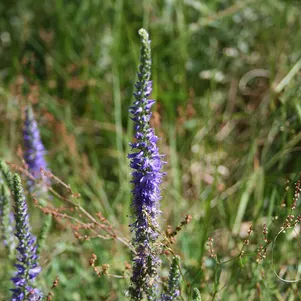 Вероника колосковая фиолетовая 569₽