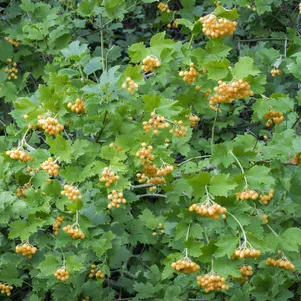 Калина желтая 490₽