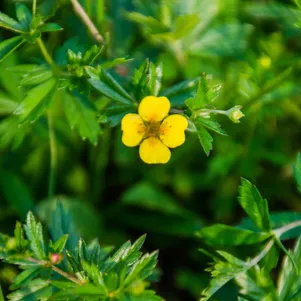 Лапчатка прямостоячая Микс 529₽