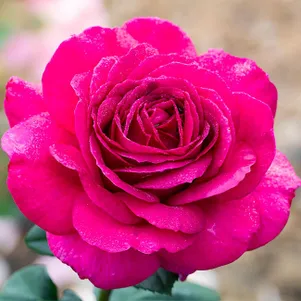 Роза Биг Перпл чайно-гибридная 390₽