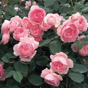 Роза Джефф Гамильтон кустарниковая 390₽