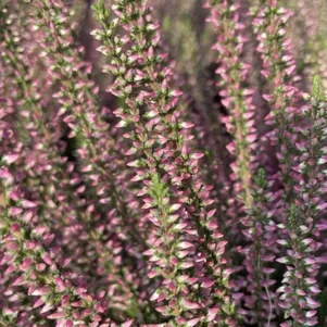 Вереск Патриция 690₽