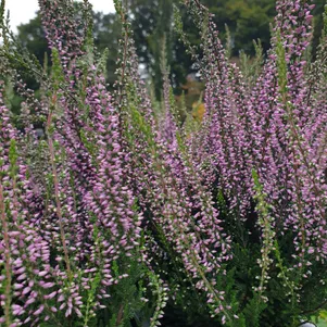 Вереск Хильда 690₽