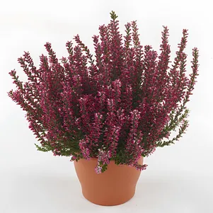 Вереск Мари Энн 690₽