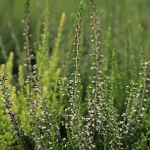 Вереск Роза Элиза 690₽