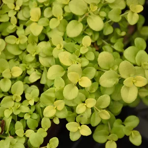 Вероника Саншайн ползучая 340₽