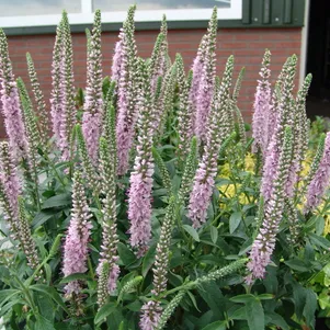 Вероника Пинк Хармони гибридная 390₽