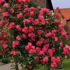 Роза Баяццо 390₽