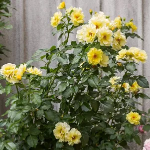 Роза Голден Клаймбер 390₽