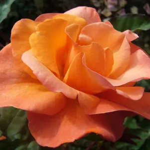 

Роза Метанойя