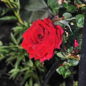 

Роза Орфео плетистая