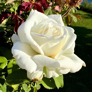 Роза Вайт Санрайз 390₽