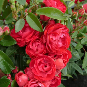 

Роза Морсдаг