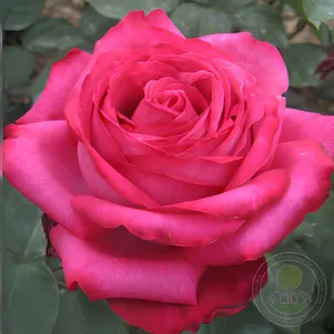 

Роза Винтаж