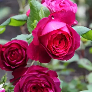 Роза Гете Роуз чайно-гибридная 390₽