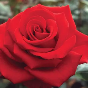 Роза Клариса 390₽