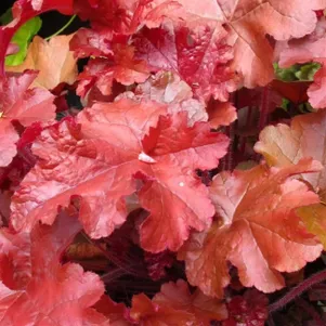 

Гейхера Каррибеан Си гибридная