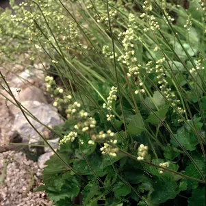 

Гейхера Грин Финч цилиндрическая